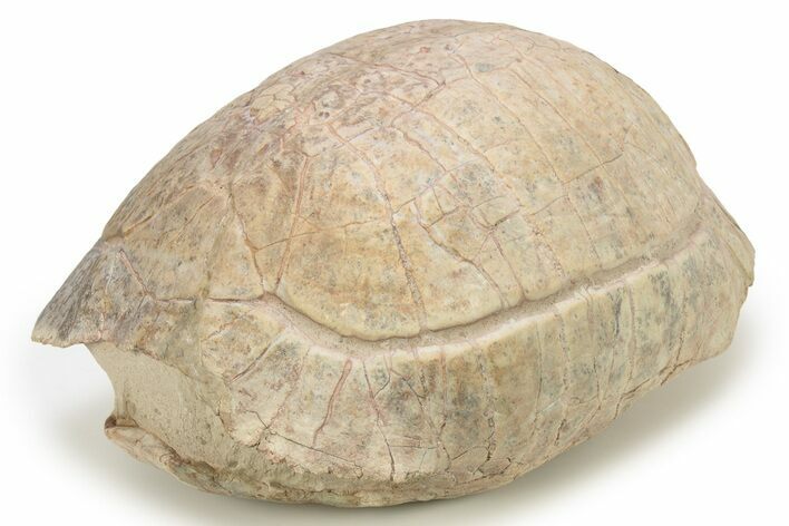 Colorful Fossil Tortoise (Stylemys) - South Dakota #263462